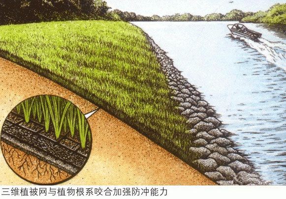 三維土工網(wǎng)墊與植物根系咬合加強(qiáng)防沖能力
